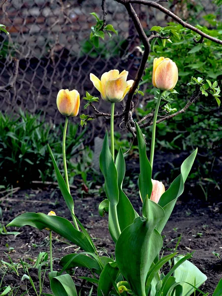 Hermosos Delicados Tulipanes Amarillo Rojos Jardín Sobre Fondo Natural Borroso — Foto de Stock