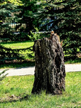 # Şehir parkındaki yaşlı ağaç kütüğü # # Güneşin aydınlattığı bir açıklıkta #