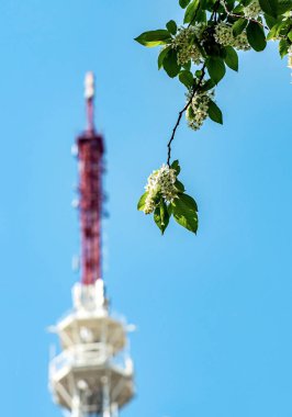 Çiçekli kuş kirazı, Latince adı Prunus padus olan bir bitki, makro, güneş tarafından aydınlatılmış dallar.