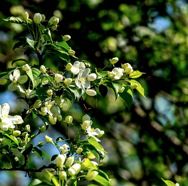 자연환경에 사과나무의 가지들 — 스톡 사진