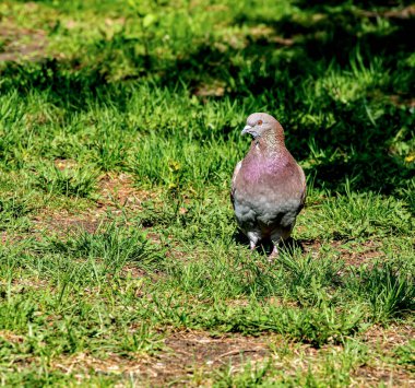 Şehir parkında güneşle aydınlatılan yeşil çimenlikteki güvercin.