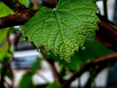 Sabahın erken saatlerinde çiğ damlaları olan üzüm yaprakları, dar odak alanı.