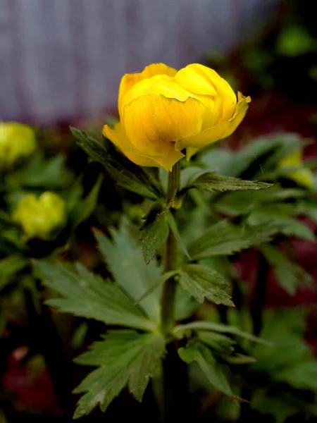 Amarelo Florido Roupa Banho Europeia Sobre Fundo Fundo Natural Desfocado — Fotografia de Stock