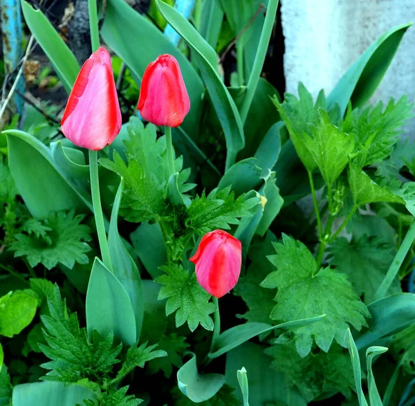 Tulipas Vermelhas Brilhantes Florescem Jardim Fundo Borrado Natural — Fotografia de Stock