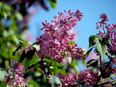 narin çiçek açan leylak dalları mavi gökyüzüne karşı