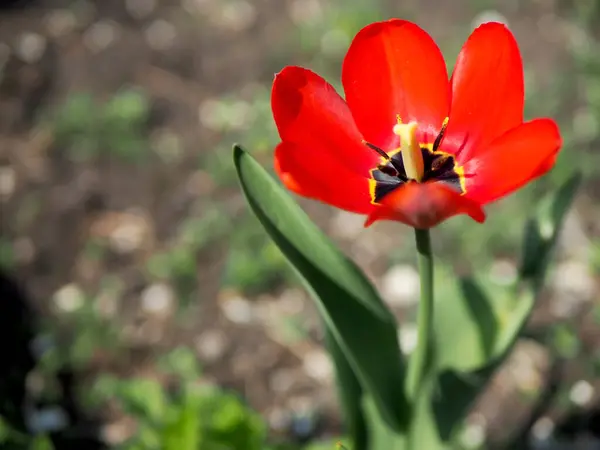 篱笆附近的花园里绽放着鲜红的郁金香 — 图库照片