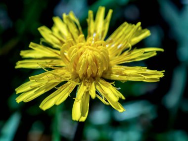 İlk bahar parlak sarı karahindibalar bulanık doğal arkaplan, makro, dar odak alanı