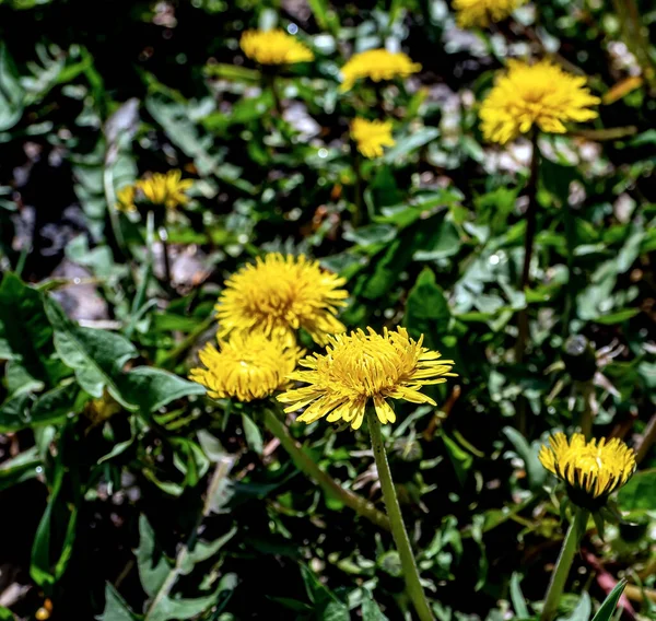 Erster Frühling Leuchtend Gelbe Löwenzahn Auf Einem Verschwommenen Natürlichen Hintergrund — Stockfoto