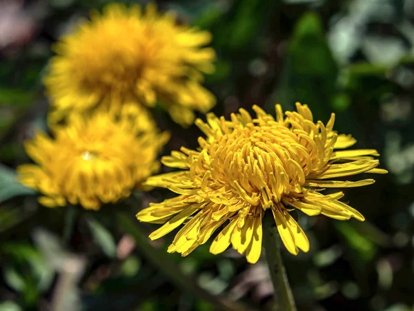 Primeiro Dente Leão Amarelo Brilhante Mola Fundo Natural Borrado Macro — Fotografia de Stock