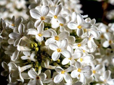 Bulanık doğal arkaplan üzerinde çiçek açan beyaz leylak dalları, dar odak alanı