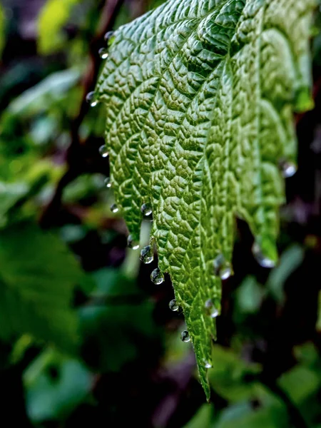 Druivenbladeren Met Dauwdruppels Vroege Ochtend Smal Focusgebied — Stockfoto