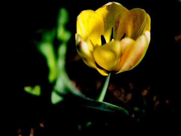 Schöne Zarte Gelbe Tulpe Garten Auf Einem Verschwommenen Natürlichen Hintergrund — Stockfoto