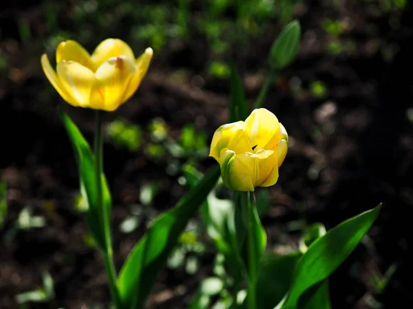 Belle Tulipe Jaune Délicate Dans Jardin Sur Fond Naturel Flou — Photo