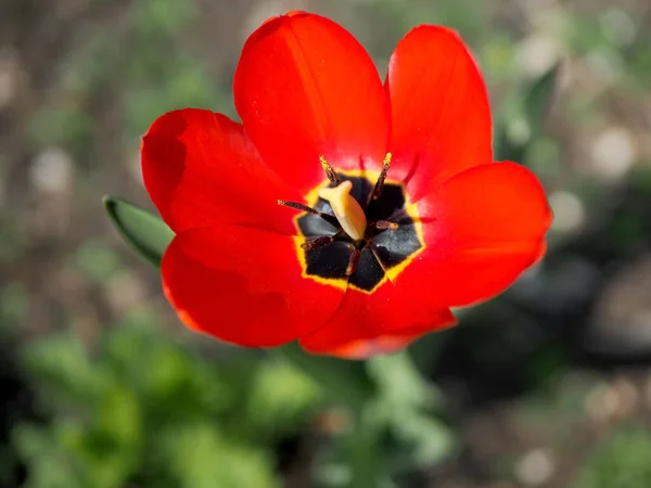 Яскраво Червоні Тюльпани Цвітуть Саду Біля Паркану — стокове фото