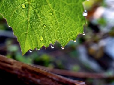 Sabahın erken saatlerinde çiğ damlaları olan üzüm yaprakları, dar odak alanı.