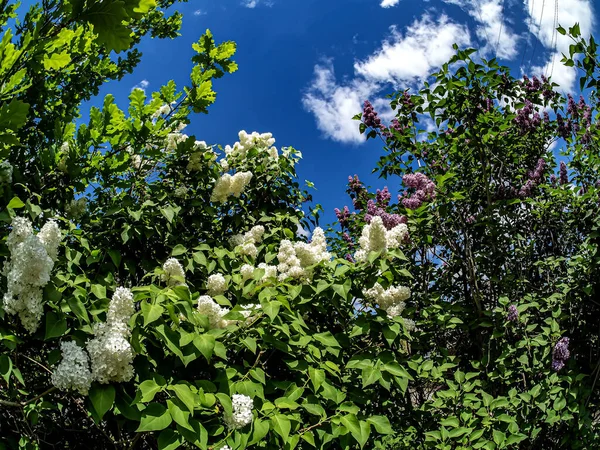 Heldere Takken Van Bloeiende Witte Lila Lila Groene Eiken Bladeren — Stockfoto
