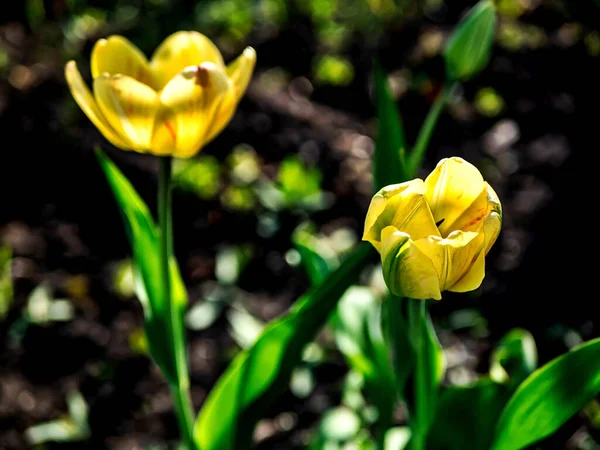 Красивый Нежный Желтый Тюльпан Саду Размытом Природном Фоне — стоковое фото