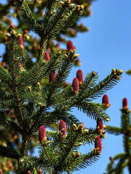春に青い空に向かって青いトウヒの枝に赤い松の花を咲かせ — ストック写真