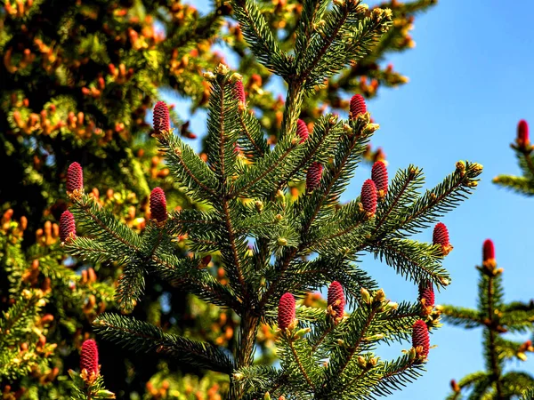 Bellissime Pigne Rosse Fiorite Sui Rami Abete Blu Contro Cielo — Foto Stock