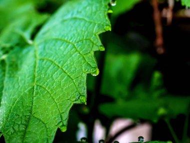 Sabahın erken saatlerinde çiğ damlaları olan üzüm yaprakları, dar odak alanı.