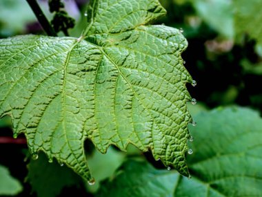 Sabahın erken saatlerinde çiğ damlaları olan üzüm yaprakları, dar odak alanı.