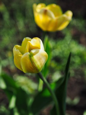 Güzel sarı lale bahçede, bulanık doğal bir arka planda.