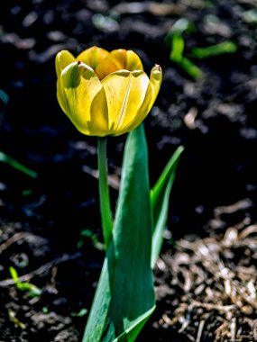 Güzel sarı lale bahçede, bulanık doğal bir arka planda.