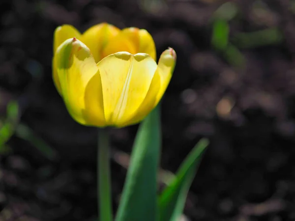 Красивый Нежный Желтый Тюльпан Саду Размытом Природном Фоне — стоковое фото