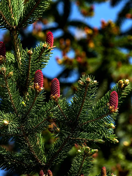 Bellissime Pigne Rosse Fiorite Sui Rami Abete Blu Contro Cielo — Foto Stock