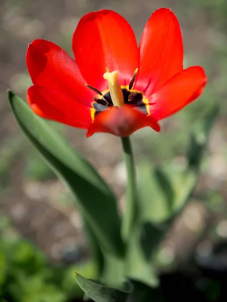 Яскраво Червоні Тюльпани Цвітуть Саду Біля Паркану — стокове фото