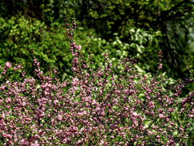 Chelyabinsk, Güney Urallar 'da Sakura Kiraz Çiçeği