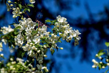 Bulanık doğal arka planda beyaz güzel çiçeklerle çiçek açan elma ağacının dalları.