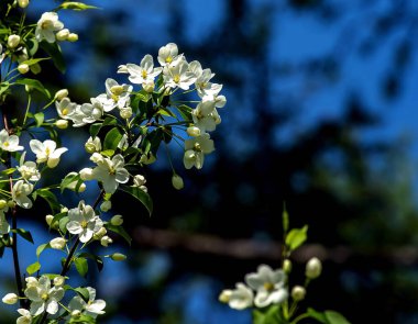 Bulanık doğal arka planda beyaz güzel çiçeklerle çiçek açan elma ağacının dalları.