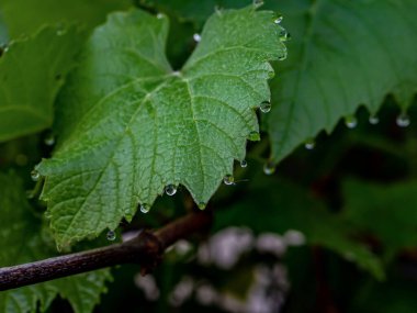 Sabahın erken saatlerinde çiğ damlaları olan üzüm yaprakları, dar odak alanı.