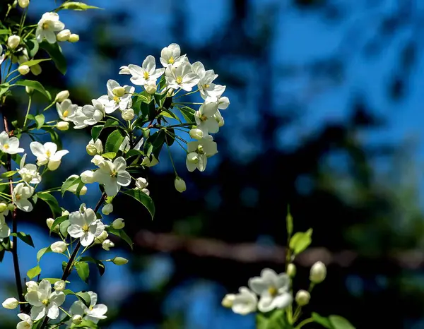 Egy Virágzó Almafa Ágai Fehér Gyönyörű Virágokkal Elmosódott Természeti Háttérrel — Stock Fotó