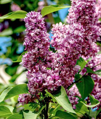İri ve gür kokulu leylak ağaçları,