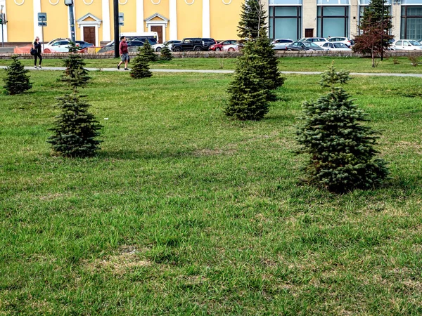 Młode świerki na wiosennym zielonym trawniku w centrum miasta, Czelabińsk — Zdjęcie stockowe