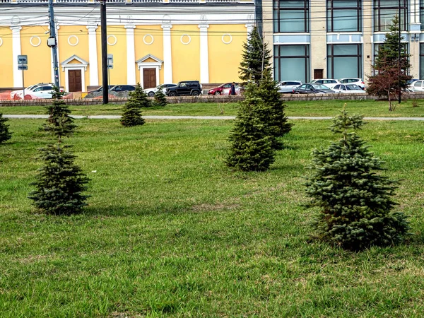 Árvores de abeto jovens em um gramado verde de primavera no centro da cidade, Chelyabinsk — Fotografia de Stock