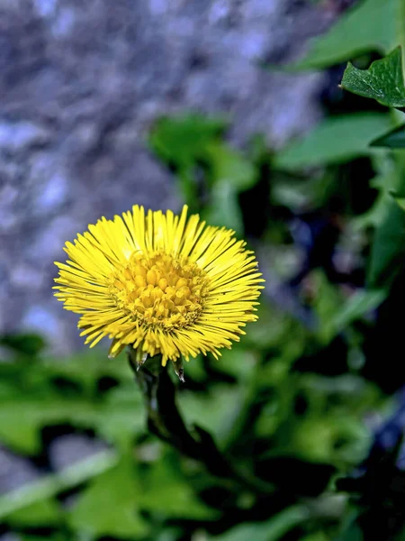 Primeira primavera amarela flores mãe e madrasta — Fotografia de Stock