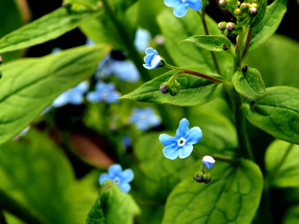 Delicate blue forget-me-nots bloom in the garden — Stock Photo, Image