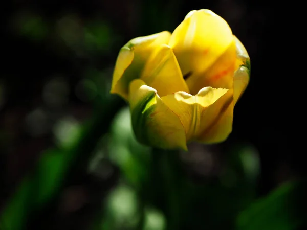 Belle tulipe jaune délicate dans le jardin — Photo
