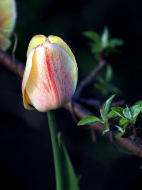 Güzel sarı-kırmızı lale bahçede bulanık doğal bir arka planda.