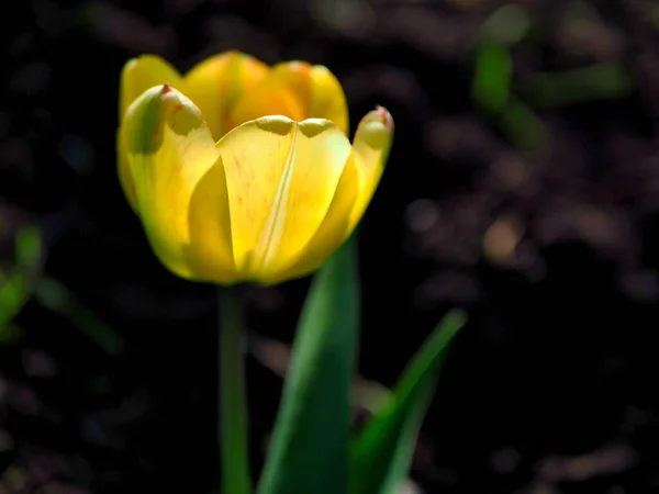 Hermoso Tulipán Amarillo Delicado Jardín Sobre Fondo Natural Borroso — Foto de Stock