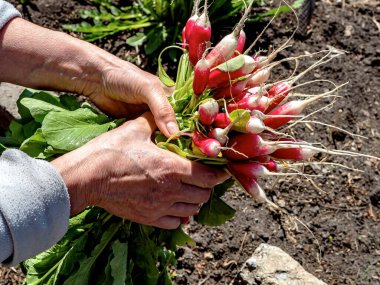 Bahçeden yeni çıkarılmış bir adamın ellerinde taze kırmızı turp.