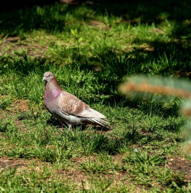 Şehir parkında güneşle aydınlatılan yeşil çimenlikteki güvercin.