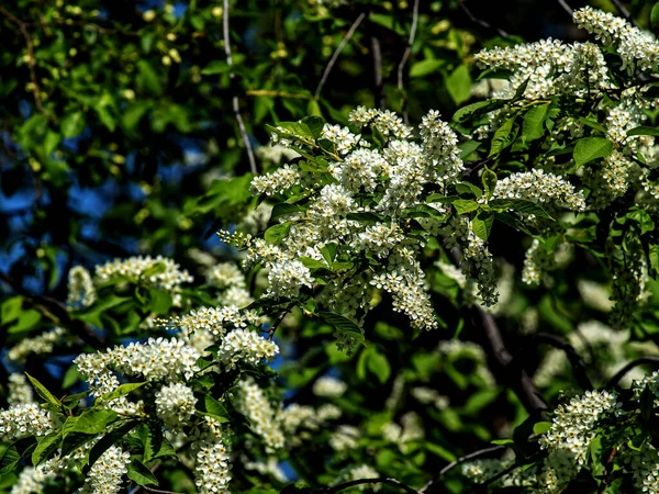 Flowering Bird Cherry Plant Latin Name Prunus Padus Macro Branches — Stock Photo, Image