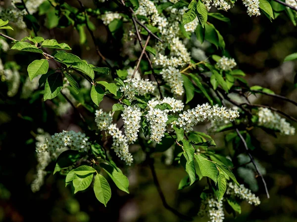 Cerisier Fleurs Une Plante Nom Latin Prunus Padus Macro Branches — Photo