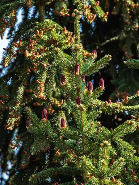 Schön Blühende Rote Tannenzapfen Auf Den Zweigen Einer Blaufichte Gegen lizenzfreie Stockfotos