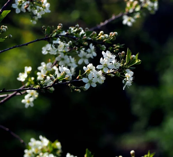 庭の桜の枝に繊細な白い花を咲かせ — ストック写真