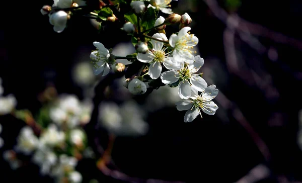 庭の桜の枝に繊細な白い花を咲かせ — ストック写真